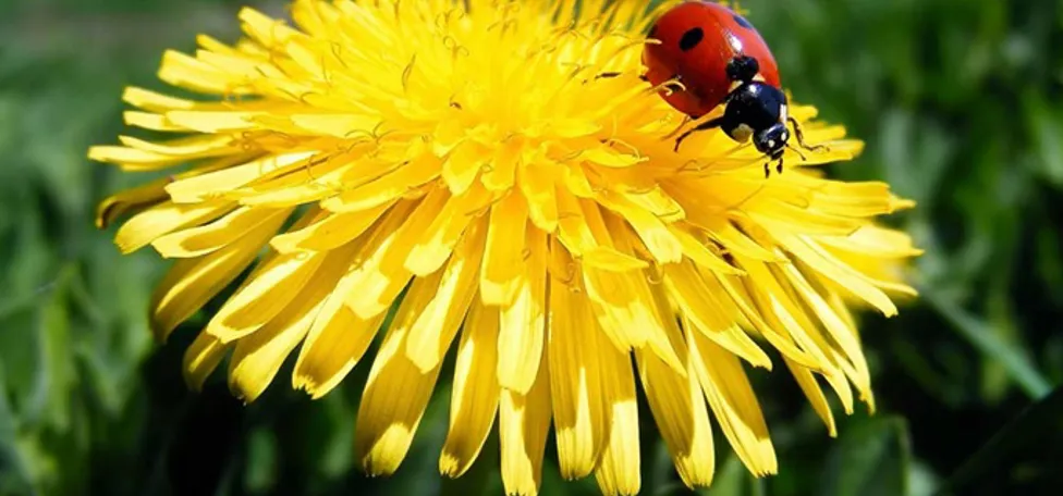 Mariehøne kravler på en mælkebøtte.