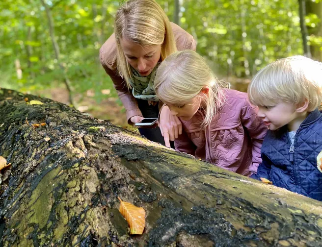 Kvinde og to små børn nærstuderer en væltet træstamme i skoven