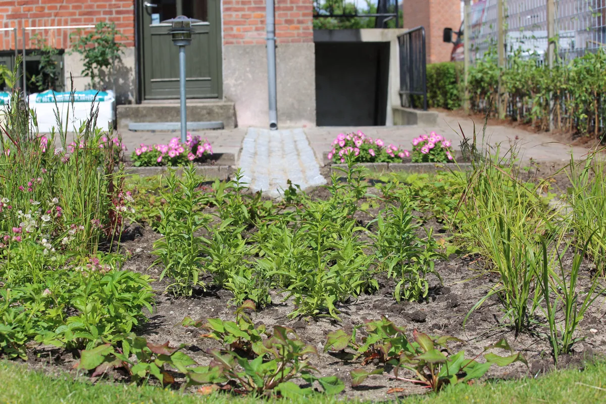 Privat regnbed i have.