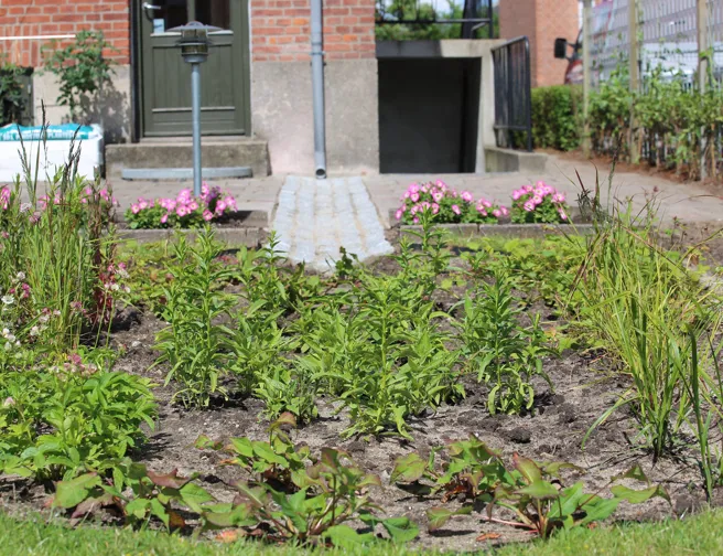 Privat regnbed i have.