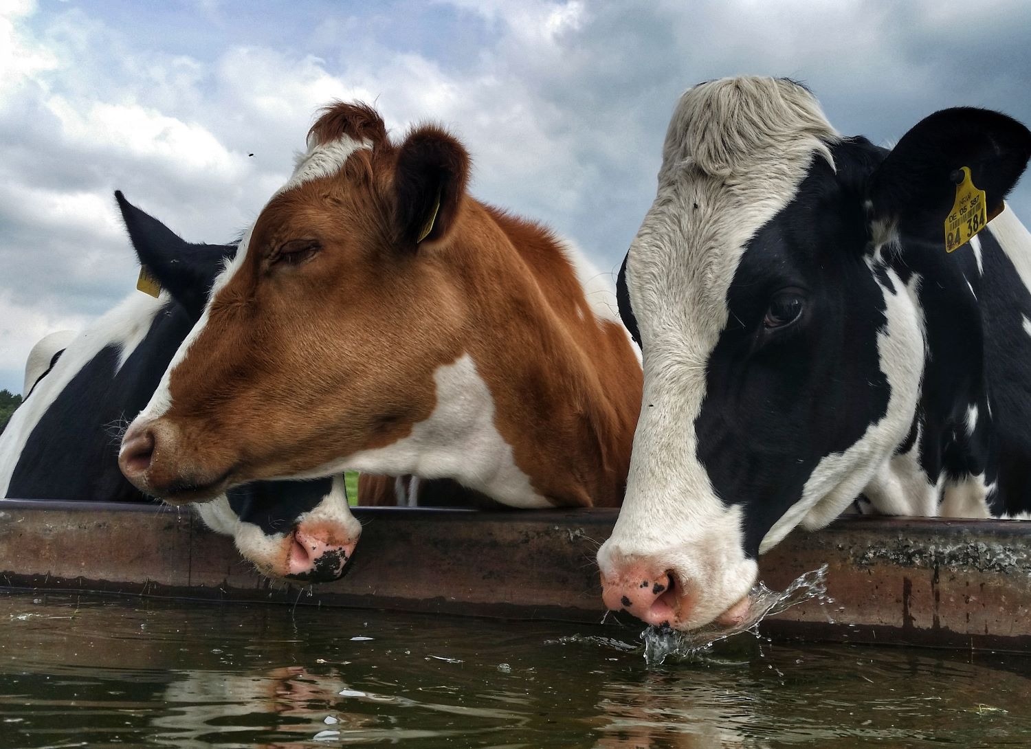 Nærbillede af køer, der drikker fra en vandtrug