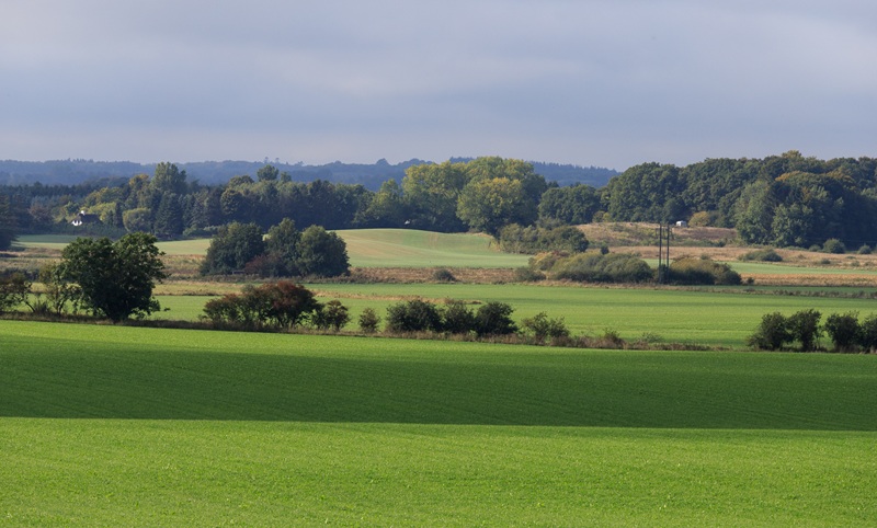Stort tilskud til skovrejsning ved Holmehave
