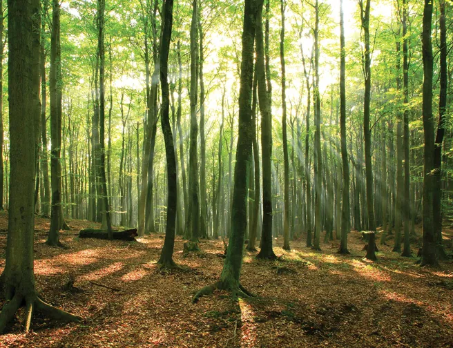 Solstråler gennem trækronerne i en grøn bøgeskov